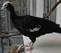 Blue-throated Piping-guan