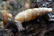 Normal (left) and albinistic (right) forms of the land snail Pseudofusulus varians,. Note that in the albino both the body and the shell are lacking the normal pigmentation.