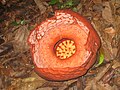 Rafflesia dekat Kamp Wray