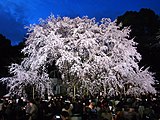 東京都文京区の六義園 夜の枝垂桜（2010年4月1日撮影）