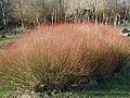 Salix purpurea, vue d'ensemble hivernale.