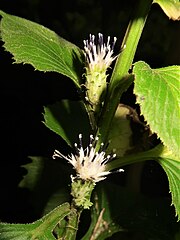 頭花。花冠は淡紅紫色になる。