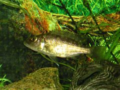 Sciaenochromis fryeri, femelle gris argenté.