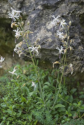 Смолёвка поникшая (Silene nutans) Общий вид цветущего растения