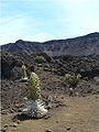 Silverswords in bloom in Haleakalā crater