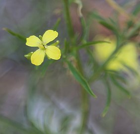 Closeup of tiny flower