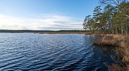 Norra sidan av Svinasjön.