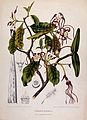 Strophanthus caudatus (coloured plate)