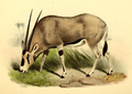 Oryx beisa resembles the closely related O. gazella, but the latter has an entirely black tail and more black to the legs and lower flanks.