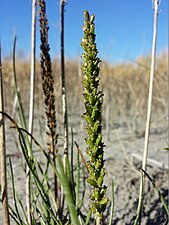 Havssälting Triglochin maritimum