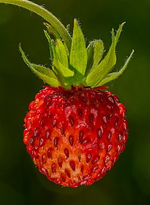 Fragaria vesca fruit, by Ermell