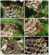 Construción dun niño de Polistes dominula