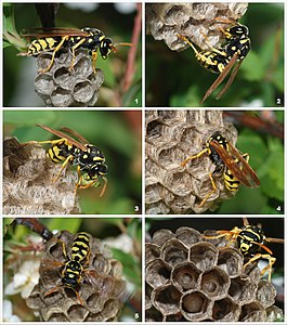 Creation of a European paper wasp colony, by Alvesgaspar