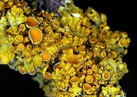 Ксантория настенная (Xanthoria parietina)