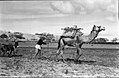 Nitzanim ploughing 1945