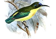illustration of sunbird with greenish upperparts, yellowish underparts, blue on forehead, metallic green wings and tail, and orange on chest