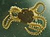 The black brittle star (Ophiocomina nigra)