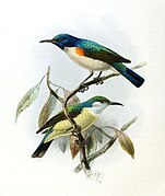 illustration of two sunbird: the one on top has metallic bluish-green uppersides, beige undersides, black wings, and an orange shoulder patch, while the one on the bottom has metallic bluish-green uppersides, beige undersides, black wings, and a whitish face and throat