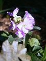 Arabis blepharophylla close-up