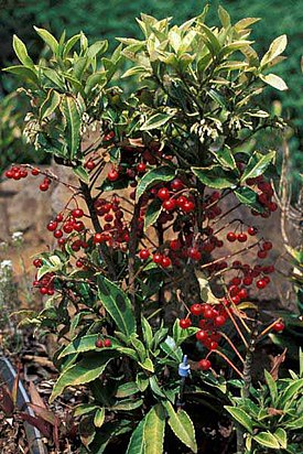 Ardisia Ardisia crenata