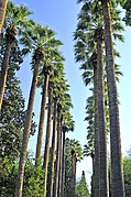 Allée de vieux Washingtonia filifera entretenus au Jardin national d'Athènes, Grèce.