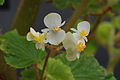 Inflorescence