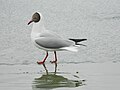 Adult summer plumage, بحيرة بانغونق