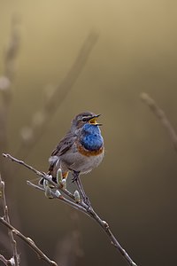 23. Platz: Matthiaswenig.naturfotografie Neu! mit Blaukehlchen (Luscinia svecica) beim Balzen im NSG Meerbruchwiesen