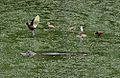 Jacana spinosa i Caiman crocodilus