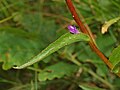 Cauline leaf with a flower in the axil