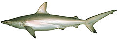 Description de l'image Carcharhinus tilstoni csiro-nfc.jpg.