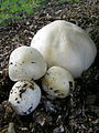 Agaricus arvensis