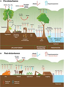 Climate change disturbances of rainforests.[104]