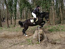 Dans un sous-bois, un cheval bai foncé trapu franchit un ensemble de petits troncs d'arbre.