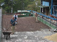 Séchage traditionnel à la main, Panama.