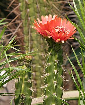 Corryocactus melanotrichus