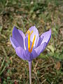 Crocus nudiflorus close-up