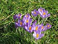 Crocus tommasinianus 'Barr's Purple'