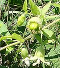 Miniatura para Silene baccifera