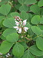 White morph