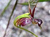 Flying Duck Orchid, a flower that resembles a duck in flight