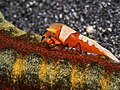 Emperor shrimp at Lembeh Sulawesi, 2016