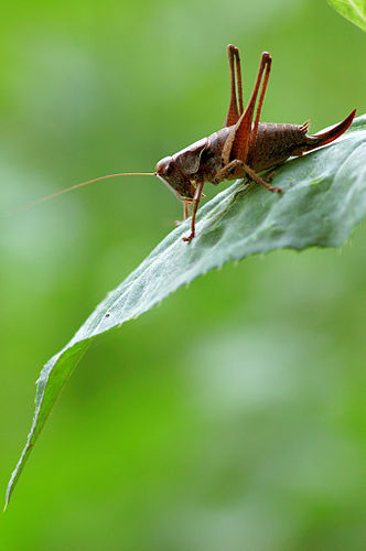 Самка кустолюбки пепельной (Pholidoptera griseoaptera), снимок сделан в кантоне Люцерн (Швейцария)