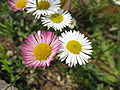 Erigeron karvinskianus (Sottotribù Conyzinae)