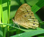 Adult, ventral view of wings.