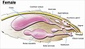 Image 11The female genitalia of Lepidoptera (from Insect reproductive system)