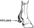 Fetlock (PSF).png