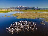 Flamingos in Hörmetci reeds Photograph: Ramazancirakoglu