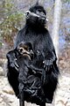 Tonkin-Schwarzlangur (Trachypithecus francoisi)