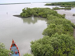 Mangrove Forests, Muthupet